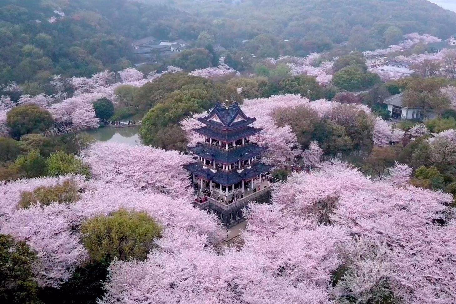 临榆花开赏花攻略最佳时间地点推荐 临榆花开实拍场景图