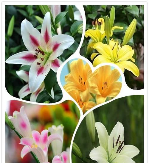 数百合从种球到开花多又香的全过程养护技巧配图