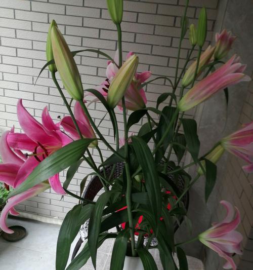 数百合日常光照浇水和阳台摆放位置配图