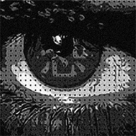 �־�terror��Ϸv1.0 ��׿��