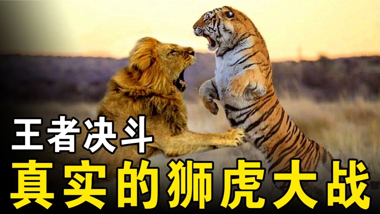 �����Ծ��������������������¼Ƭ����