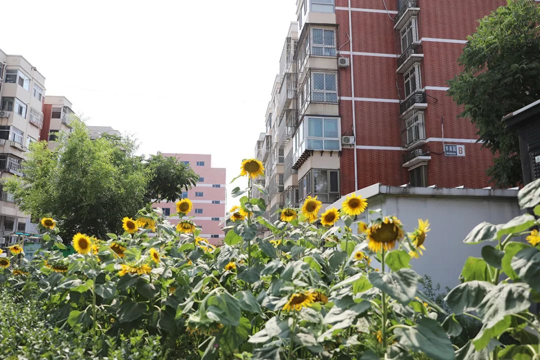 爱在福盛社区幸福生活指南 社区全景 居民日常