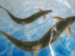 ������snakefish��ʲô�� ���������������