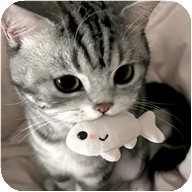 Avvtgklzmgm���°�����vB1.00 ��׿��